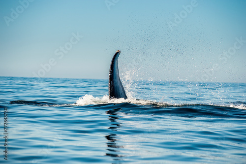 Mighty humpback whale above  surface of the ocean. Scientific name: Megaptera novaeangliae. Natural habitat. Pacific ocean, near the Gulf of California also known as the Sea of Cortez. © Uryadnikov Sergey
