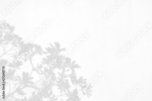 leaf shadows on a white wall