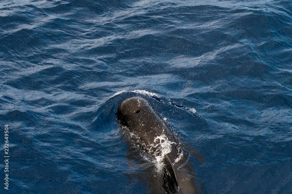Obraz premium A short-finned pilot whale (Globicephala macrorhynchus), a cetacean part of the oceanic dolphin family, swimming in coastal waters southwest of Tenerife, Canary Islands, Spain