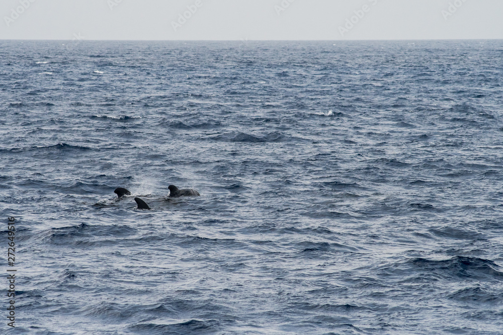 Obraz premium Three short-finned pilot whale (Globicephala macrorhynchus), a cetacean part of the oceanic dolphin family, swimming in coastal waters southwest of Tenerife, Canary Islands, Spain