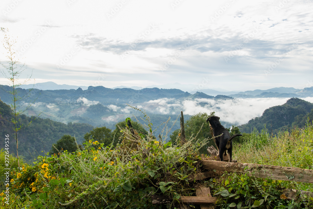 Dog looking at views of mountains and forests,The place is Japo Village. Pang Mapha District Mae Hong Son Province , Northern Thailand