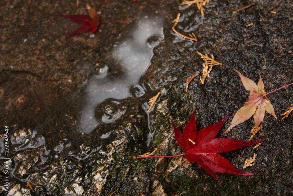 紅葉 紅葉