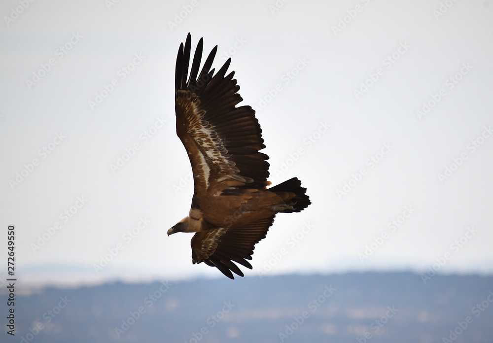 Fototapeta premium buitre leonado volando