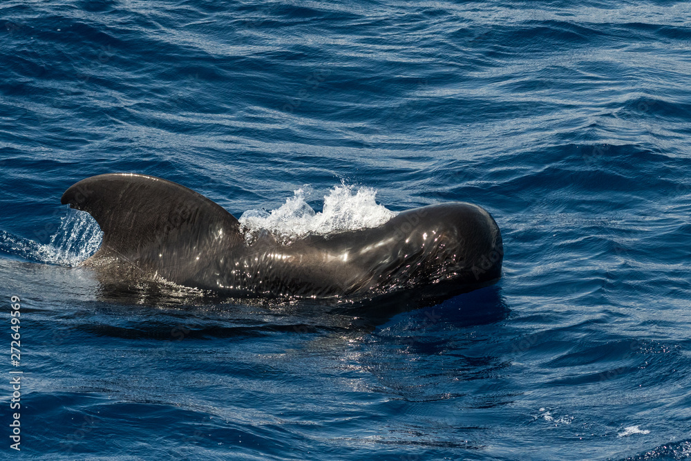 Obraz premium A short-finned pilot whale (Globicephala macrorhynchus), a cetacean part of the oceanic dolphin family, swimming in coastal waters southwest of Tenerife, Canary Islands, Spain
