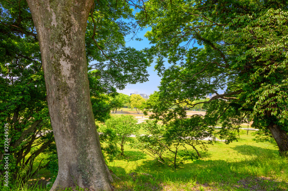 Fototapeta premium 初夏の舞鶴公園【福岡県】