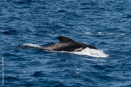 A short-finned pilot whale (Globicephala macrorhynchus), a cetacean part of the oceanic dolphin family, swimming in coastal waters southwest of Tenerife, Canary Islands, Spain © Marcos
