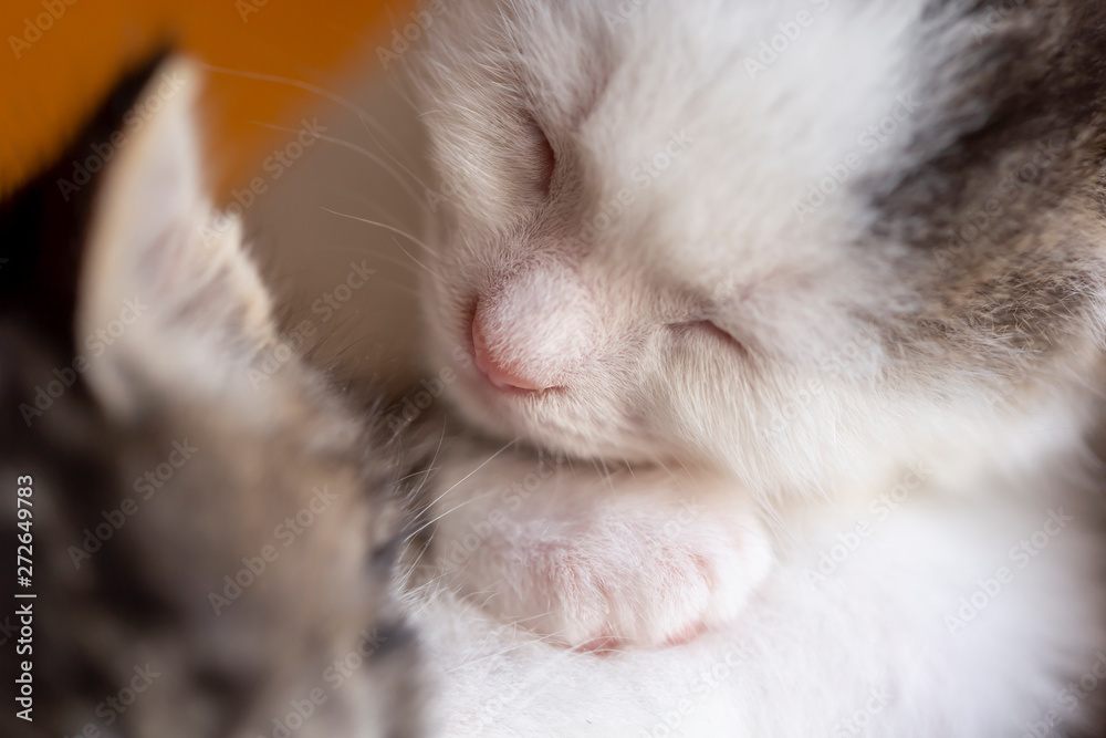 Two baby cats sleeping Two baby cats sleeping