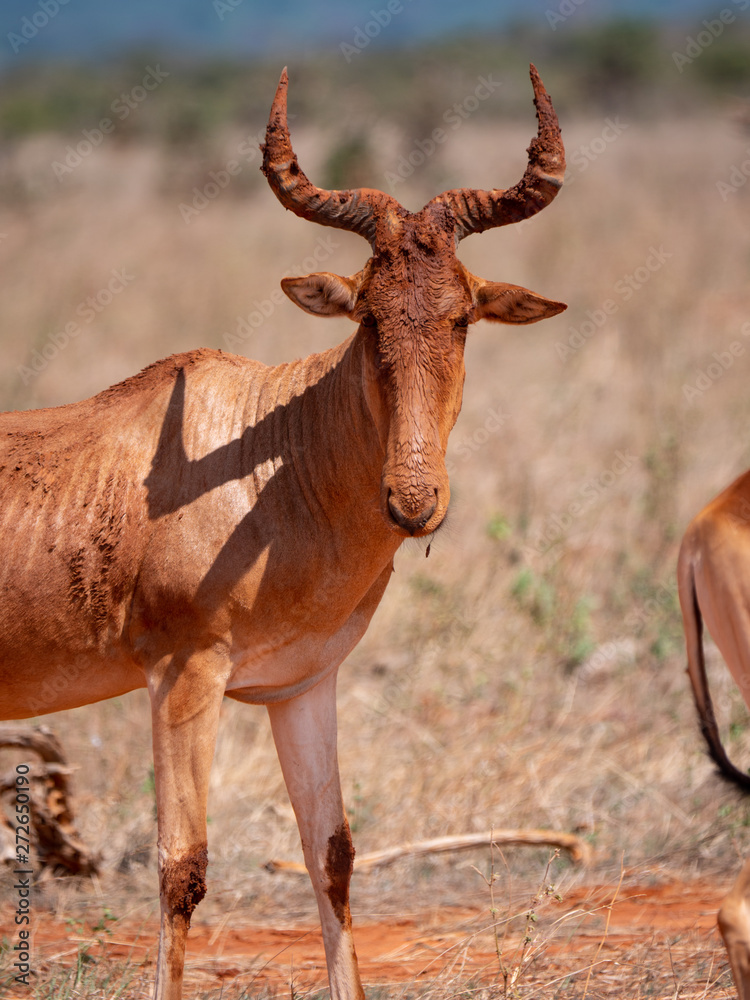 Fototapeta premium Red Hartebeest in the Tsavo Conservation Area, Kenya