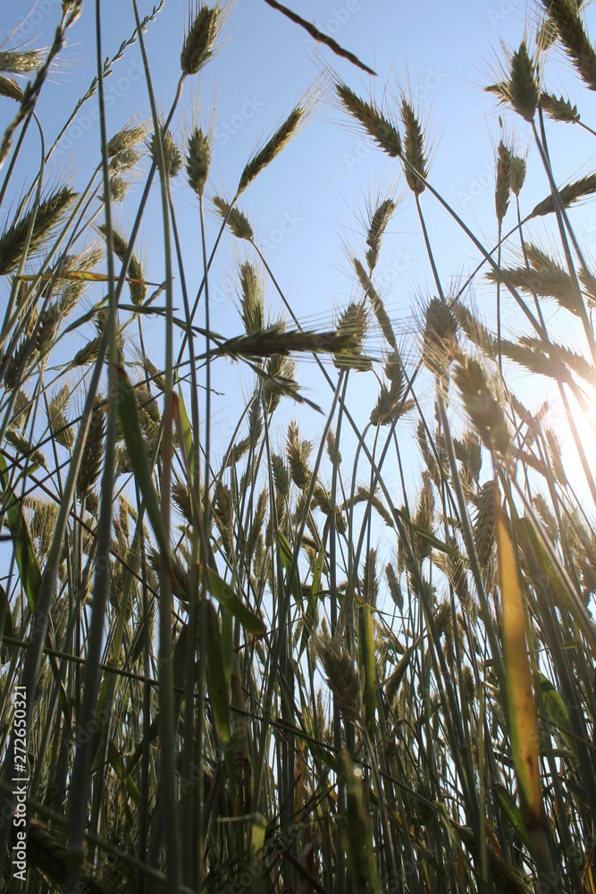 Fototapeta premium Campo di grano in primavera - campagna