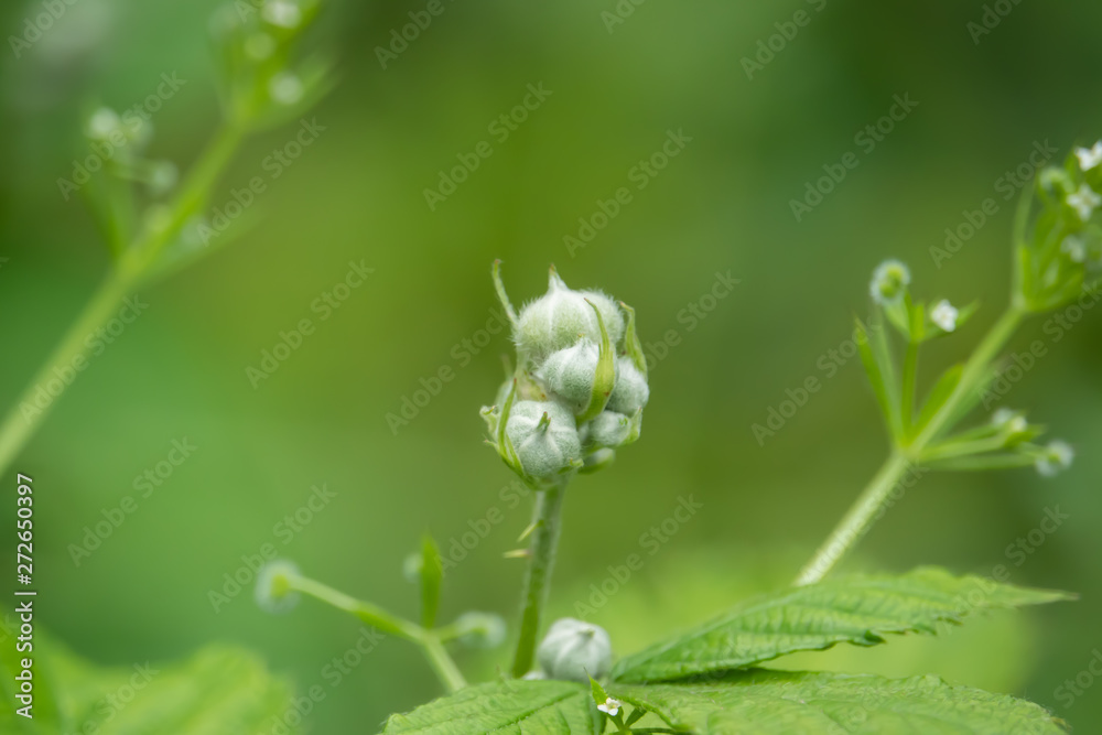 Blackberry Flower Buds in Springtime Blackberry Flower Buds in Springtime