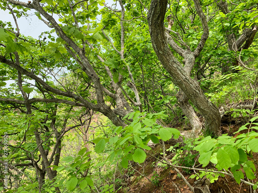 Russia, Vladivostok. Oak forest on the island of Shkot in summer. Quercus mongolica Russia, Vladivostok. Oak forest on the island of Shkot in summer. Quercus mongolica