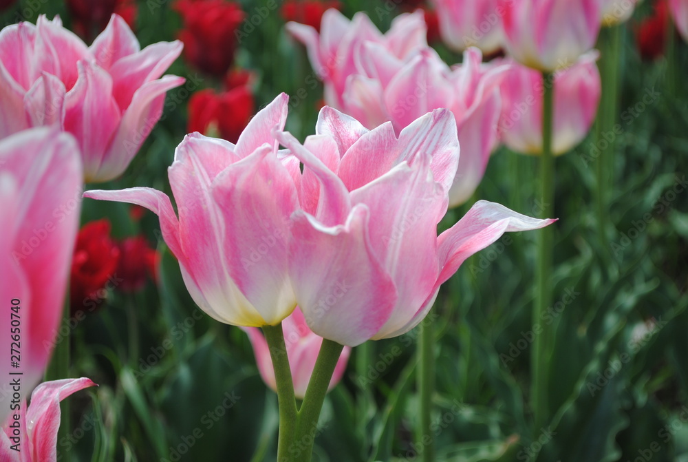 pink tulips in the garden