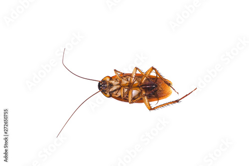 cockroach isolated on white background © จิตรกร เนาเหนียว