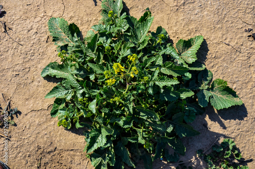 small plant on dry ground