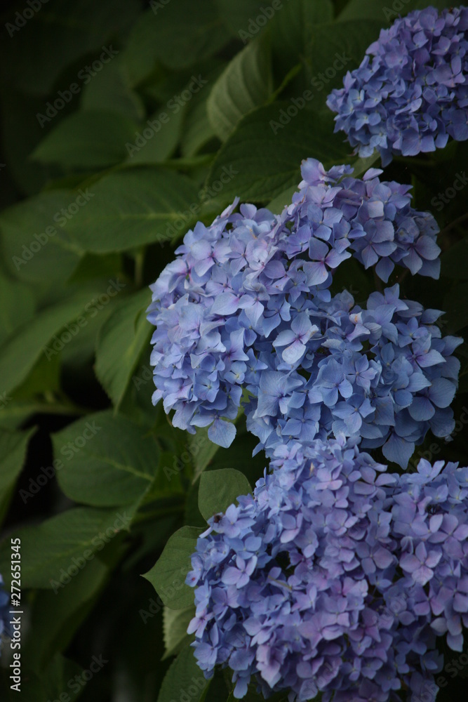 紫陽花 紫陽花