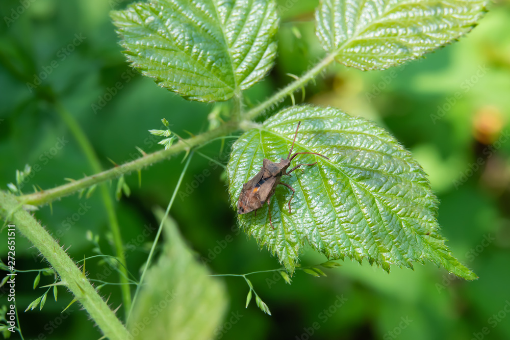 Fototapeta premium Dock Bug on Leaf in Springtime