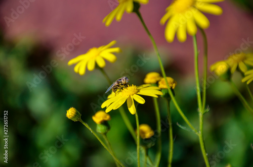 yellow flowers in the garden