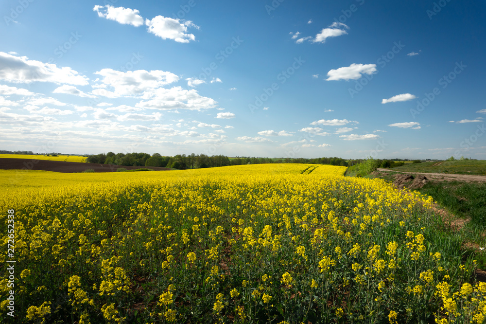 Fototapeta premium Flowering field of bright yellow rapeseed or colza