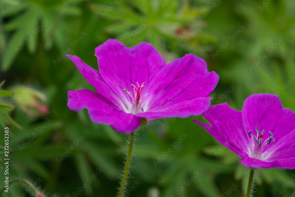 Geranium Flowers in Bloom in Springtime