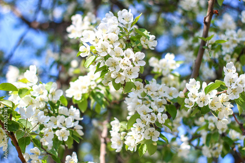 apple blossom