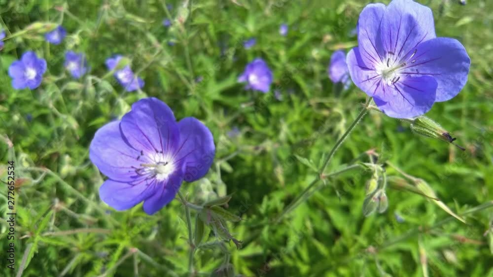 A beautiful purple flowering plant. A beautiful purple flowering plant.