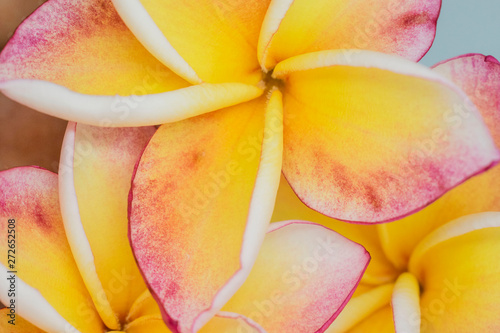 Frangipani flower on white background