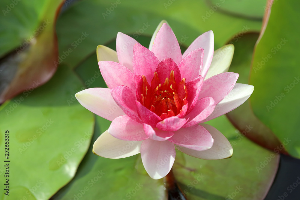 Closeup to pink lotus blooming in the pond. Closeup to pink lotus blooming in the pond.