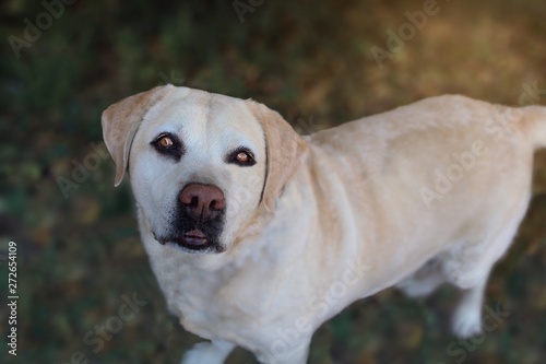 Retrato de Labrador retriever