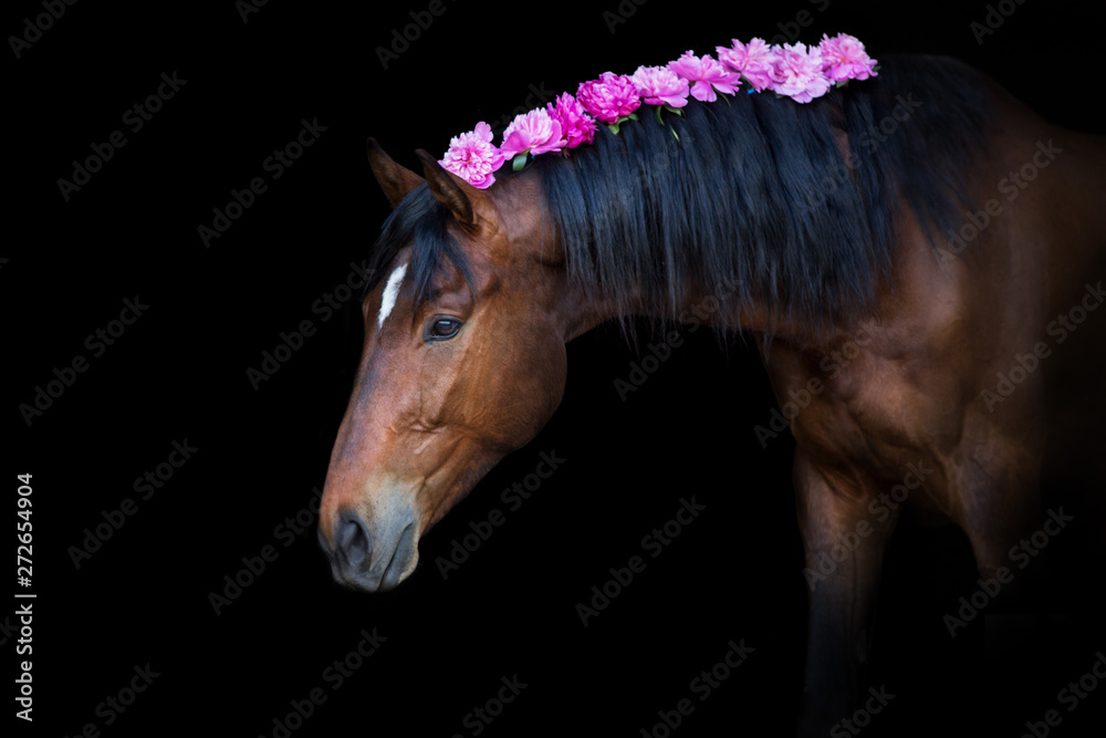 Naklejka Horse portrait in bridle isolated on black background with pions in mane