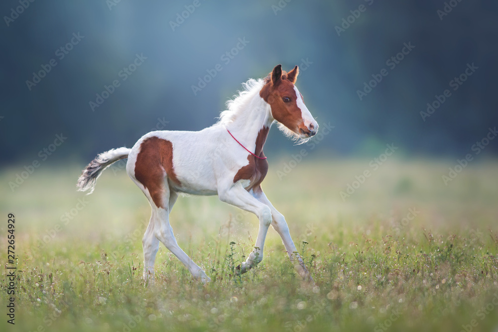 Piebald foal run gallop on meadow Piebald foal run gallop on meadow