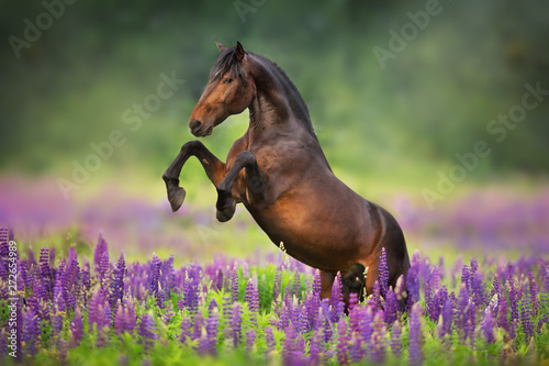 horse running in a field photo
