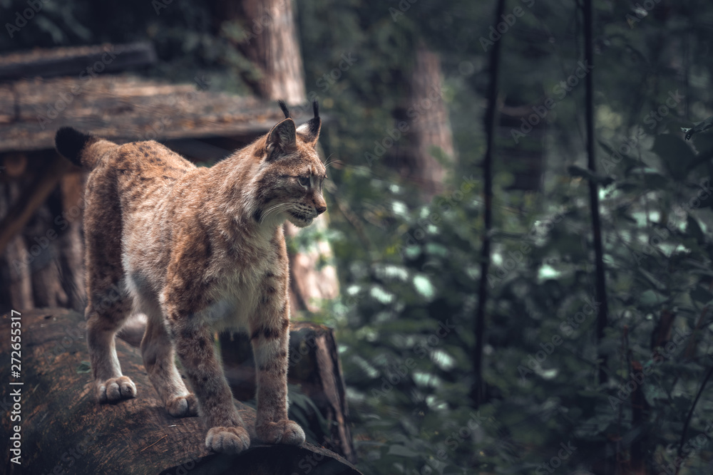 Obraz premium Lynx in a wildpark of Saxon Switzerland