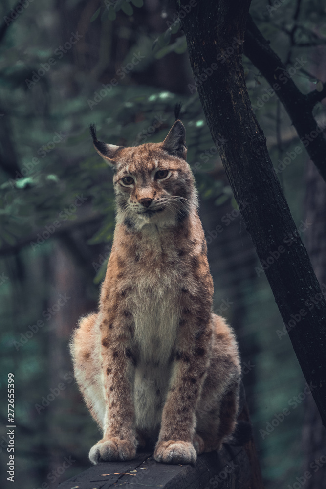 Lynx in a wildpark of Saxon Switzerland Lynx in a wildpark of Saxon Switzerland