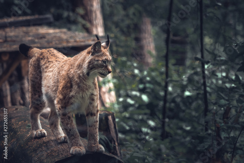 Lynx in a wildpark of Saxon Switzerland