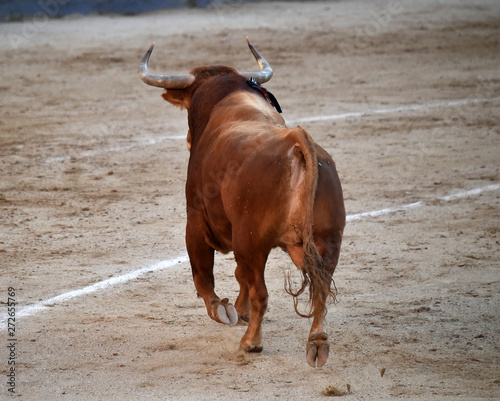 bull in spain on bullring
