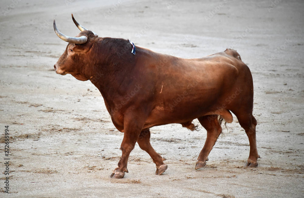 toro en españa en corrida de toros toro en españa en corrida de toros