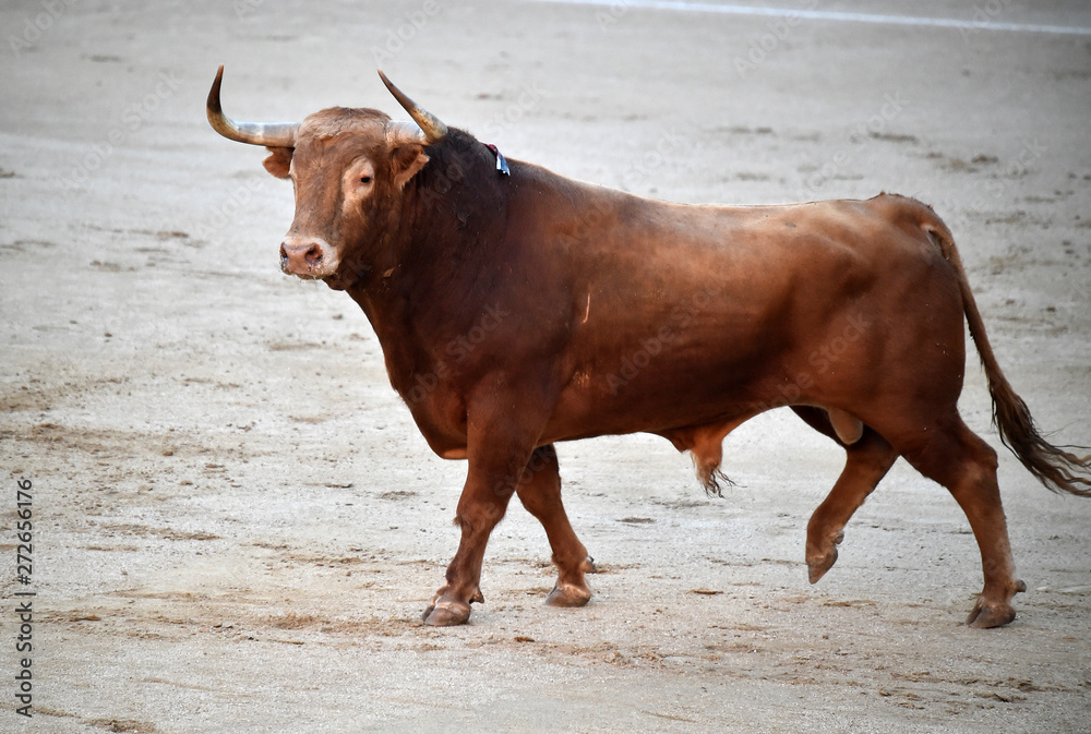 toro en españa en corrida de toros toro en españa en corrida de toros