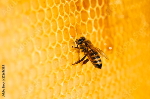 Obraz na płótnie Bee in honeycomb w salonie