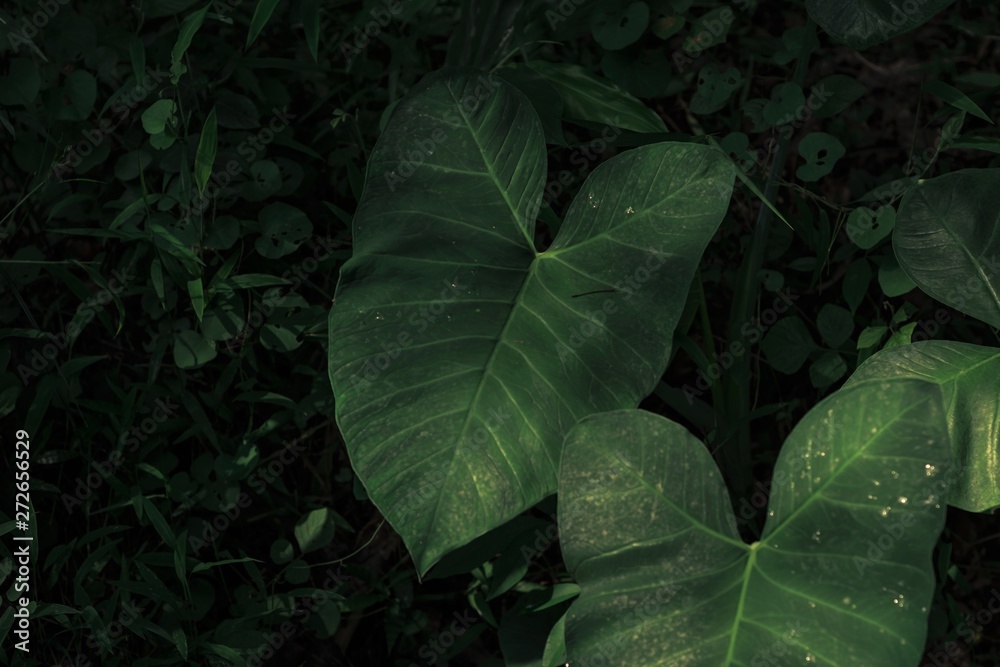 Green araceae leaf Green araceae leaf