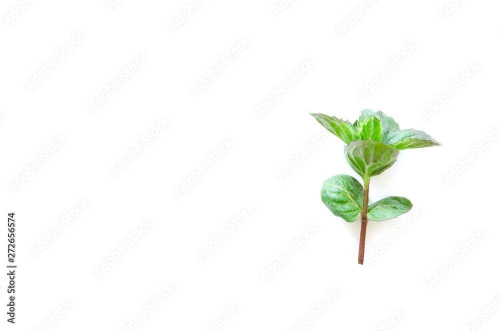 Top view of Turkish mint leafs on white background. Minimal raw herb concept design. - Image Top view of Turkish mint leafs on white background. Minimal raw herb concept design. - Image