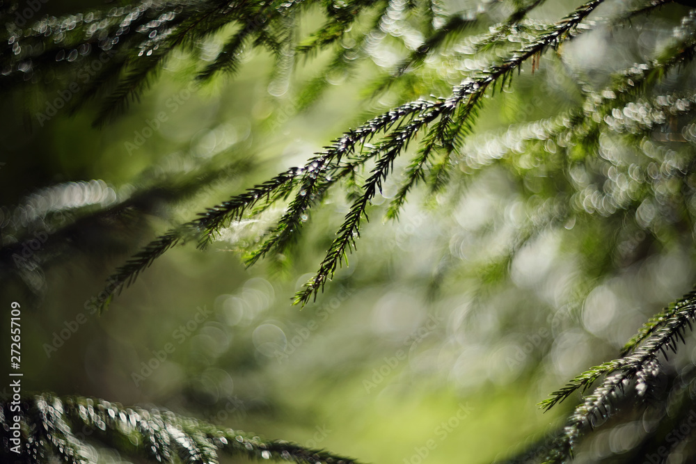 Blurred background  with fir-tree branches and bokeh