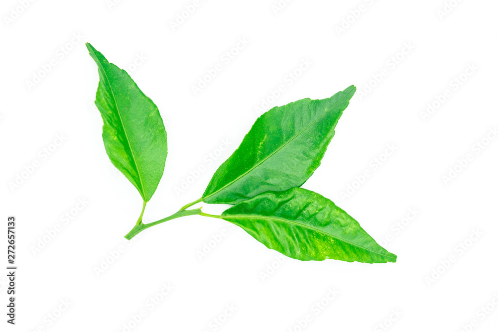 Green nature leaf Green nature leaf