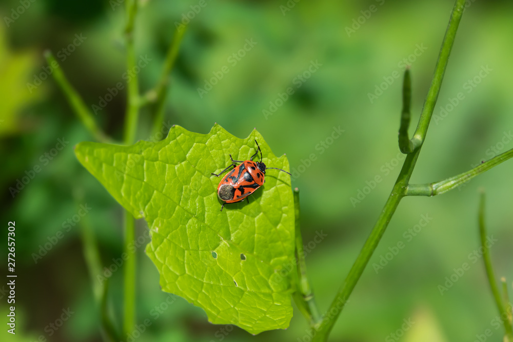 Red Cabbage Bug on Leaf in Springtime Red Cabbage Bug on Leaf in Springtime