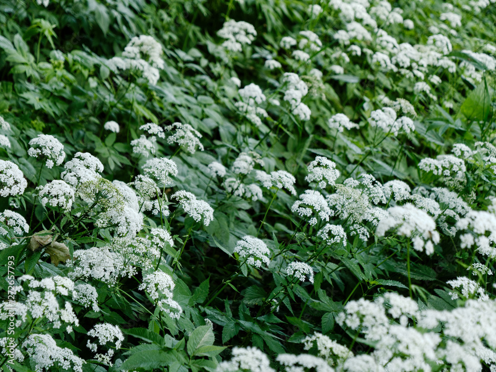beautiful forest green herb with umbellate inflorescence beautiful forest green herb with umbellate inflorescence