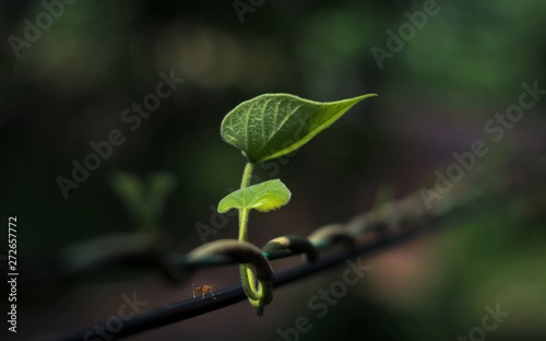 Green leaf isolated from background, suitable for wallpapers and cover photos