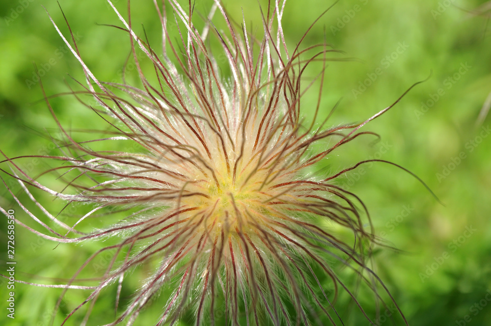 fluffy seed head of a pasque flower