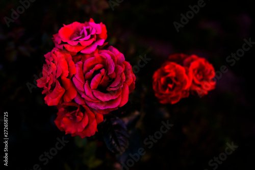 red roses on a black background