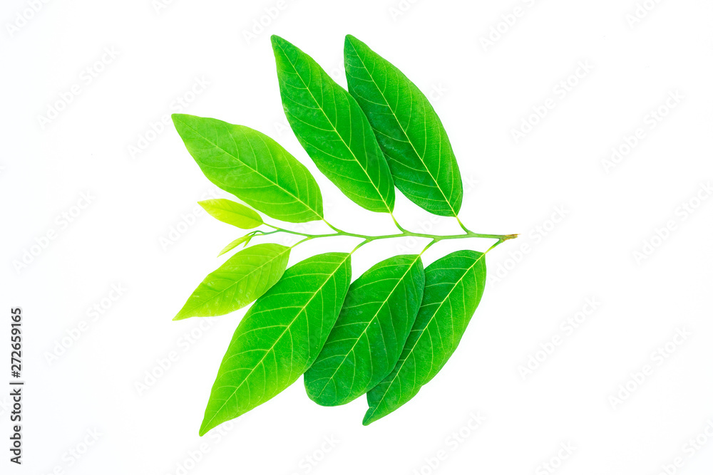 Green nature leaf