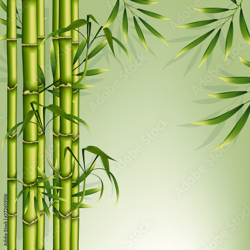 Bamboo background. Green floral illustration for business advertising. Natural banner to insert text. Vector illustration