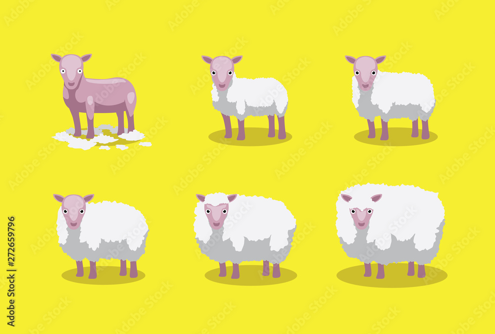 Sheep Cute Growing Stages Cartoon Vector Illustration